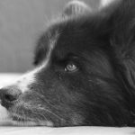 כלב דוב קרלי - Karelian Bear Dog