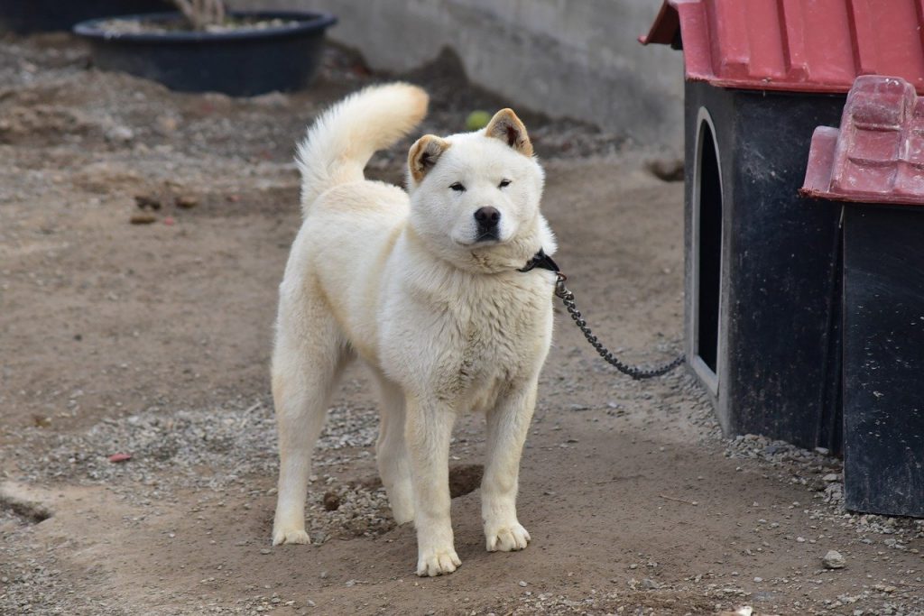 ג'ינדו קוריאני - Korean Jindo Dog
