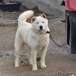 ג'ינדו קוריאני - Korean Jindo Dog