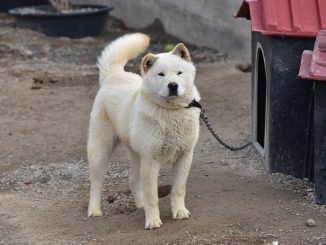 ג'ינדו קוריאני - Korean Jindo Dog