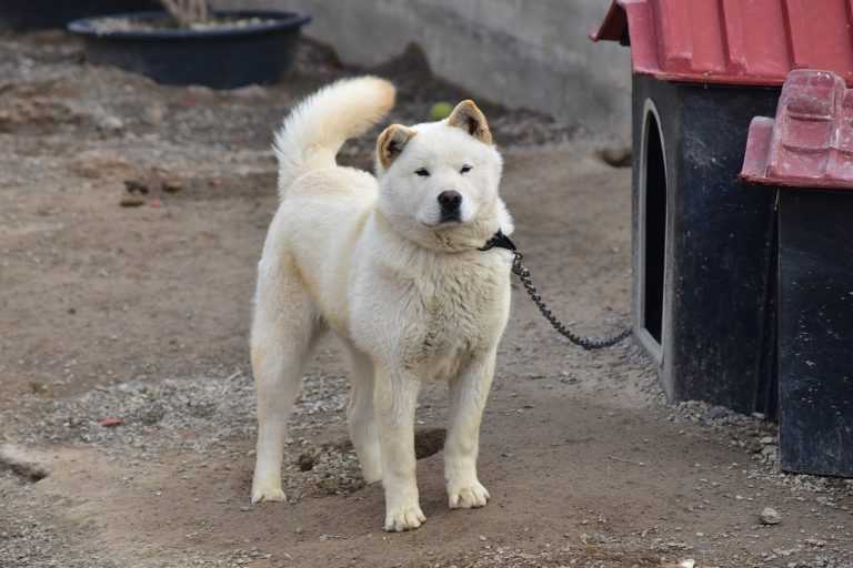 ג'ינדו קוריאני - Korean Jindo Dog