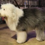 כלב צאן אנגלי עתיק - Old English Sheepdog