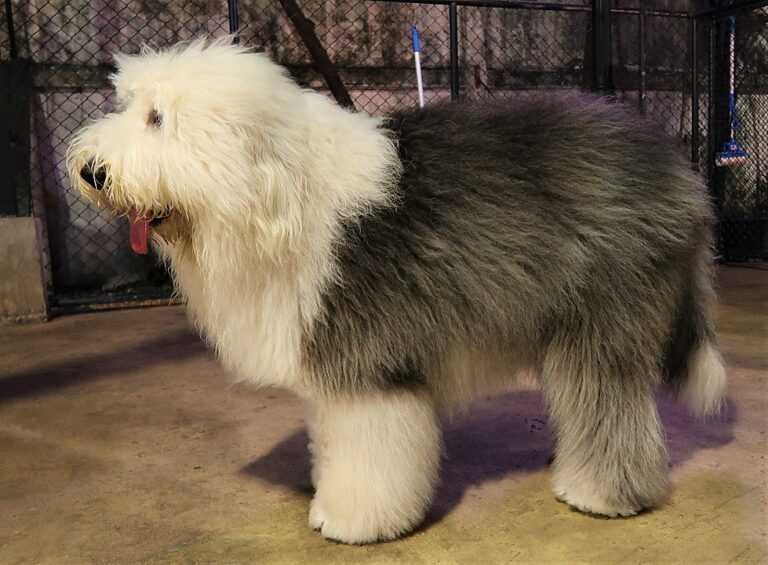 כלב צאן אנגלי עתיק - Old English Sheepdog