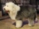 כלב צאן אנגלי עתיק - Old English Sheepdog