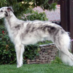 כלב רוח סילקי - Silken Windhound