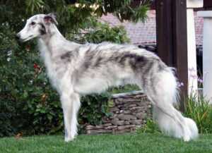 כלב רוח סילקי - Silken Windhound