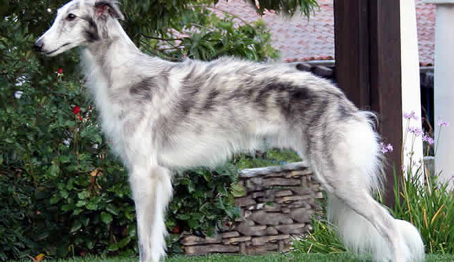 כלב רוח סילקי - Silken Windhound