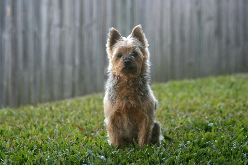 טרייר סילקי אוסטרלי - Silky Terrier