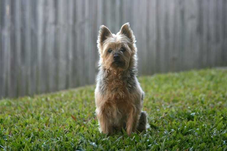 טרייר סילקי אוסטרלי - Silky Terrier