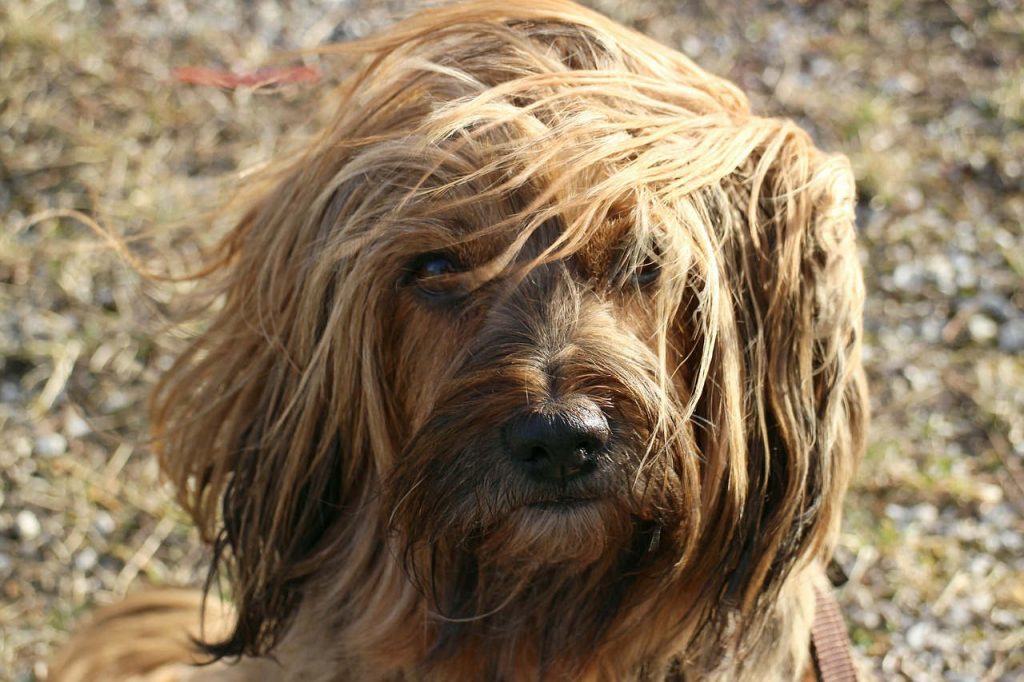 טרייר טיבטי - Tibetan Terrier