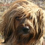 טרייר טיבטי - Tibetan Terrier