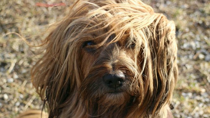 טרייר טיבטי - Tibetan Terrier