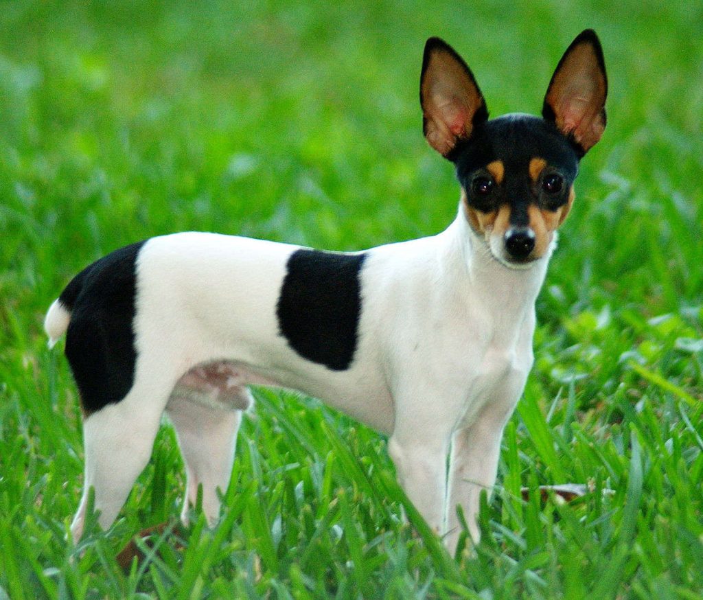 טוי פוקס טרייר אמריקאי - Toy Fox Terrier