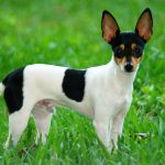 טוי פוקס טרייר אמריקאי - Toy Fox Terrier