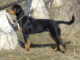 כלב ציד טרנסילבני - Transylvanian Hound