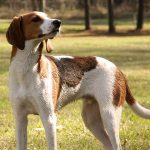טרינג ווקר קונהאונד - Treeing Walker Coonhound
