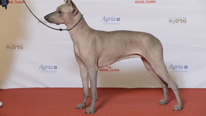 כלב מקסיקני חסר שיער - Xoloitzcuintli