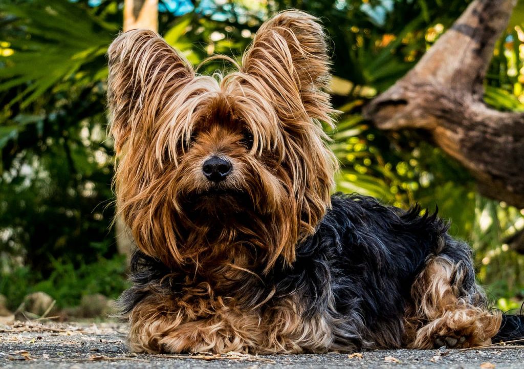 יורקשייר טרייר - Yorkshire Terrier