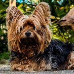 יורקשייר טרייר - Yorkshire Terrier