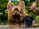 יורקשייר טרייר - Yorkshire Terrier
