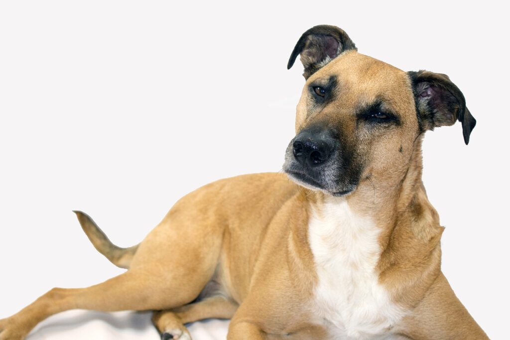 כלב שחור פה - Black Mouth Cur