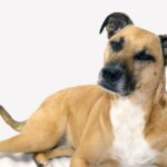 כלב שחור פה - Black Mouth Cur