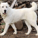 כלב רועים אסייתי - Central Asian Shepherd Dog