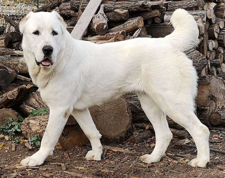 כלב רועים אסייתי - Central Asian Shepherd Dog