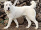 כלב רועים אסייתי - Central Asian Shepherd Dog