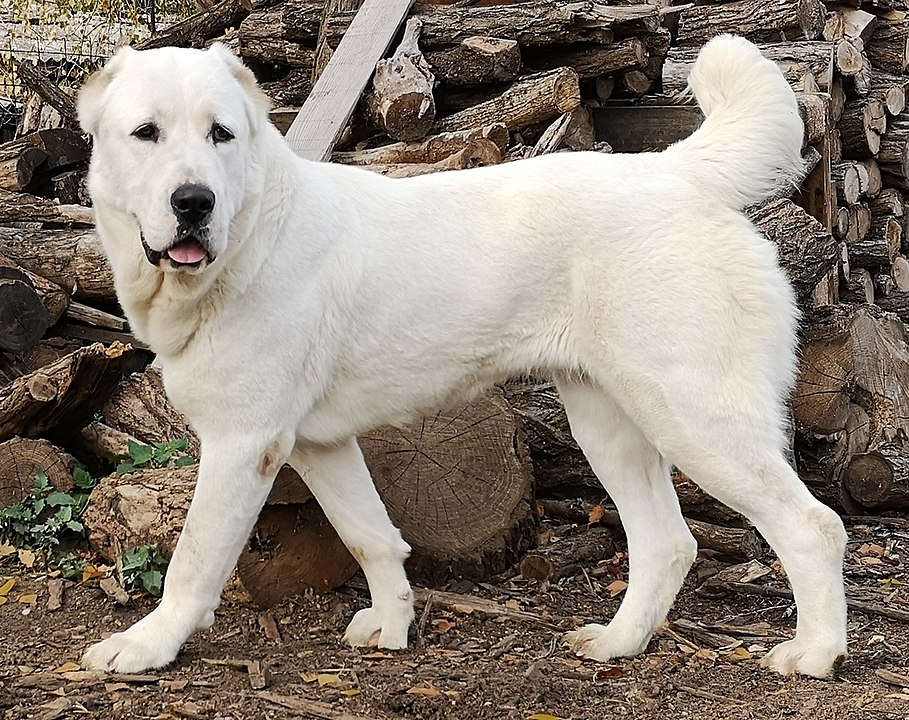 כלב רועים אסייתי - Central Asian Shepherd Dog