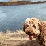 לגוטו רומניולו - Lagotto Romagnolo
