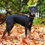 מנצ'סטר טרייר - Manchester Terrier