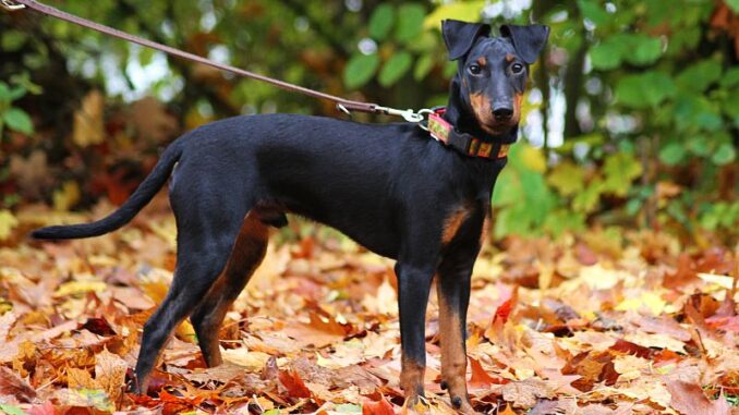 מנצ'סטר טרייר - Manchester Terrier