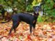 מנצ'סטר טרייר - Manchester Terrier