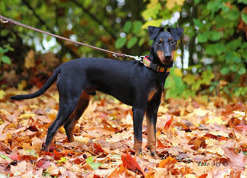 מנצ'סטר טרייר - Manchester Terrier