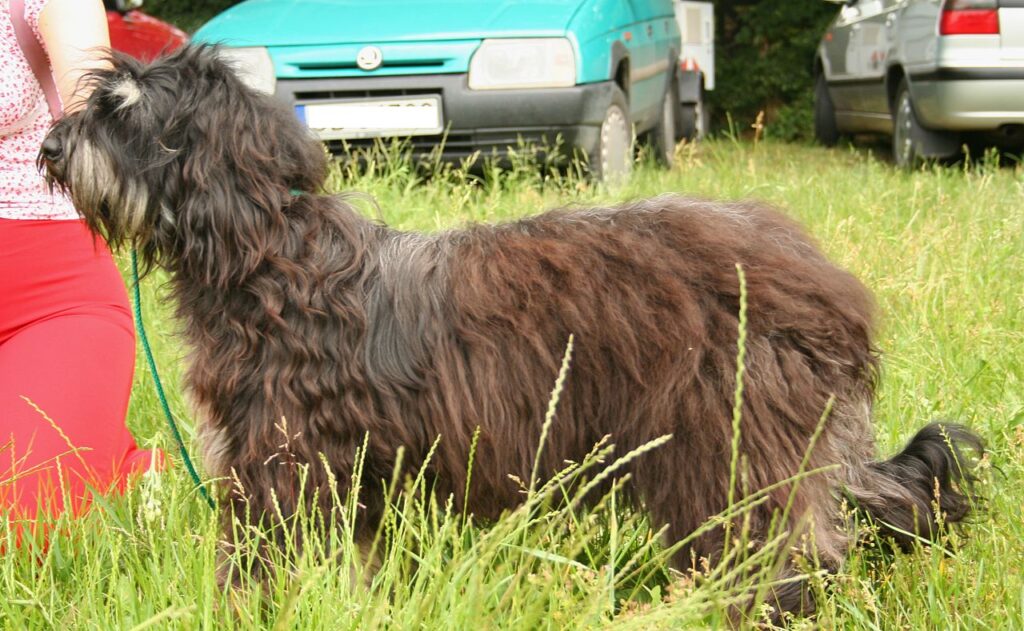 כלב רועים פורטוגזי - Portuguese Sheepdog