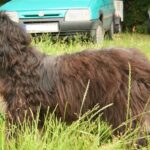 כלב רועים פורטוגזי - Portuguese Sheepdog