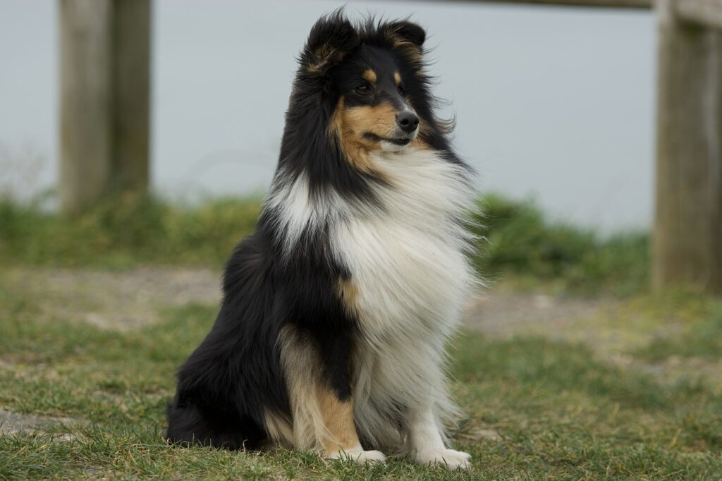 כלב רועים שלטי - Shetland Sheepdog