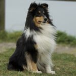 כלב רועים שלטי - Shetland Sheepdog