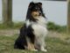 כלב רועים שלטי - Shetland Sheepdog