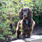 ספניאל בויקין - Boykin Spaniel
