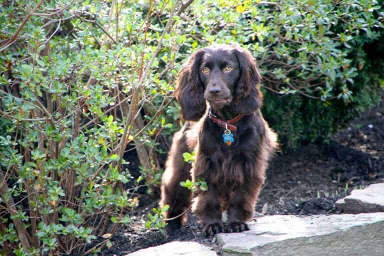 ספניאל בויקין - Boykin Spaniel