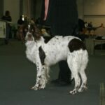 ספניאל צרפתי - French Spaniel