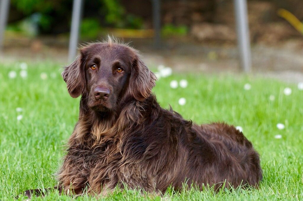 פוינטר גרמני ארוך שיער - German Longhaired Pointer