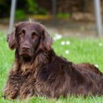 פוינטר גרמני ארוך שיער - German Longhaired Pointer