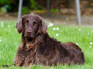 פוינטר גרמני ארוך שיער - German Longhaired Pointer