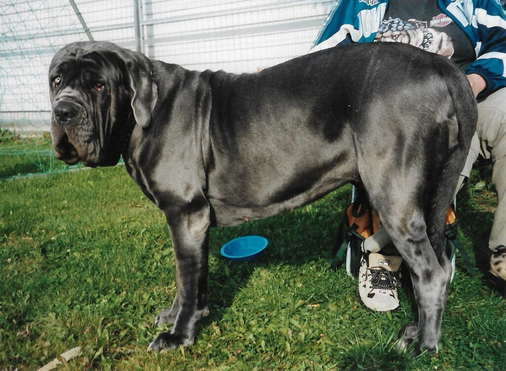 מסטינו נפוליטנו - Neapolitan Mastiff
