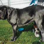 מסטינו נפוליטנו - Neapolitan Mastiff