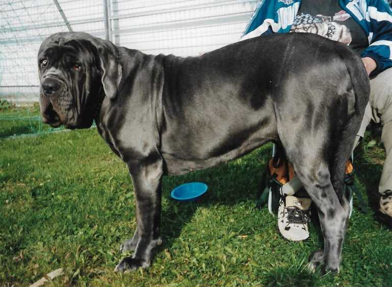 מסטינו נפוליטנו - Neapolitan Mastiff
