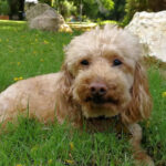 פודל - Poodle